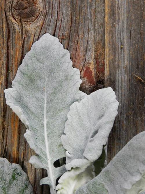 Dusty Miller Gray Greens